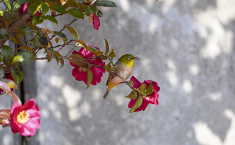 20250218-_2181805-強化-NR