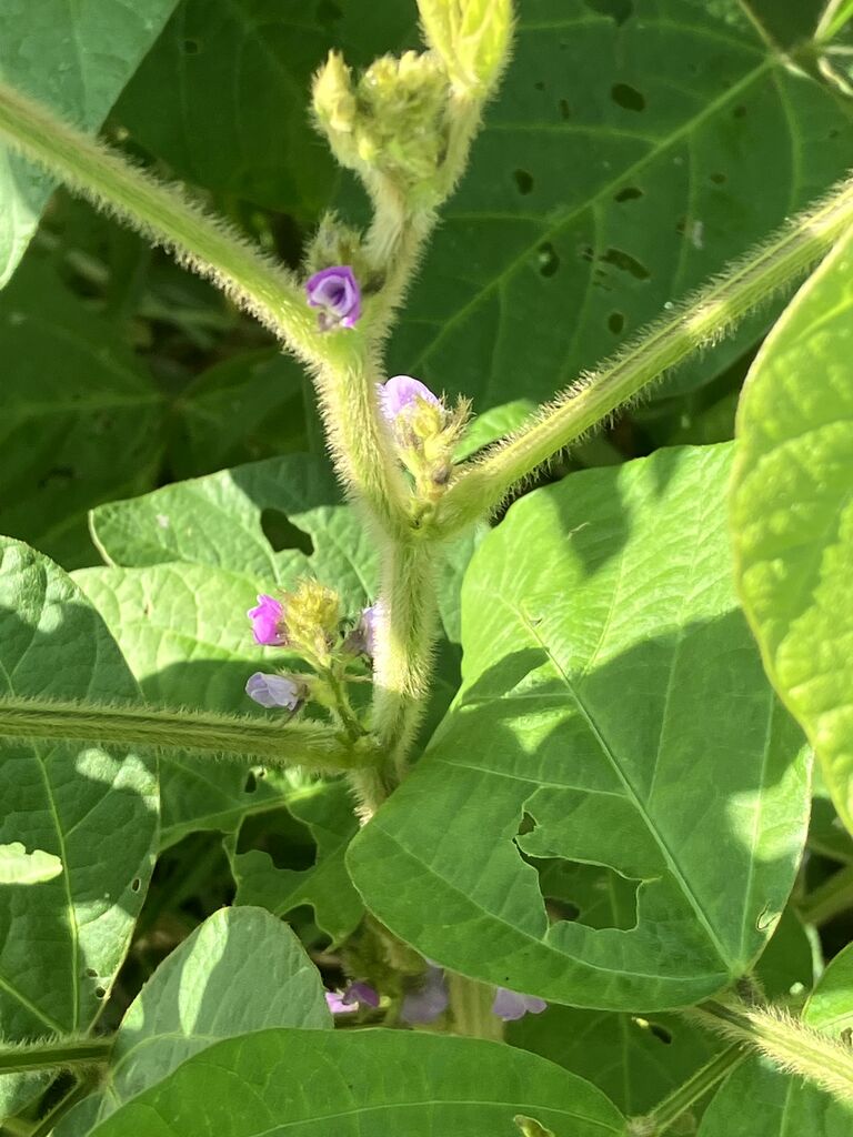 明日香の小さな生き物たち 晩夏編 古代史のふるさとから 明日香の小さな生き物たち 晩夏編 古代史のふるさとから