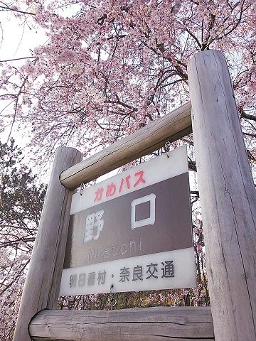 のぐちのしだれ