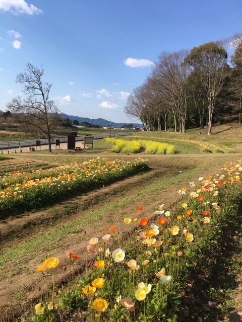 甘樫ポピー②3.24