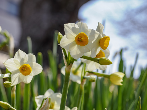 20250215-_2151236-強化-NR