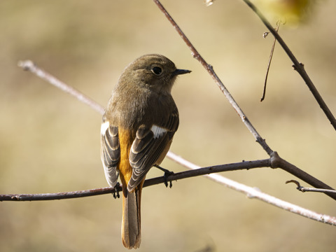 20250218-_2181465-強化-NR