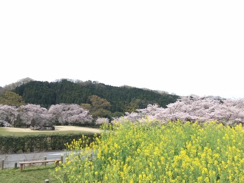 菜の花桜石舞台4.2