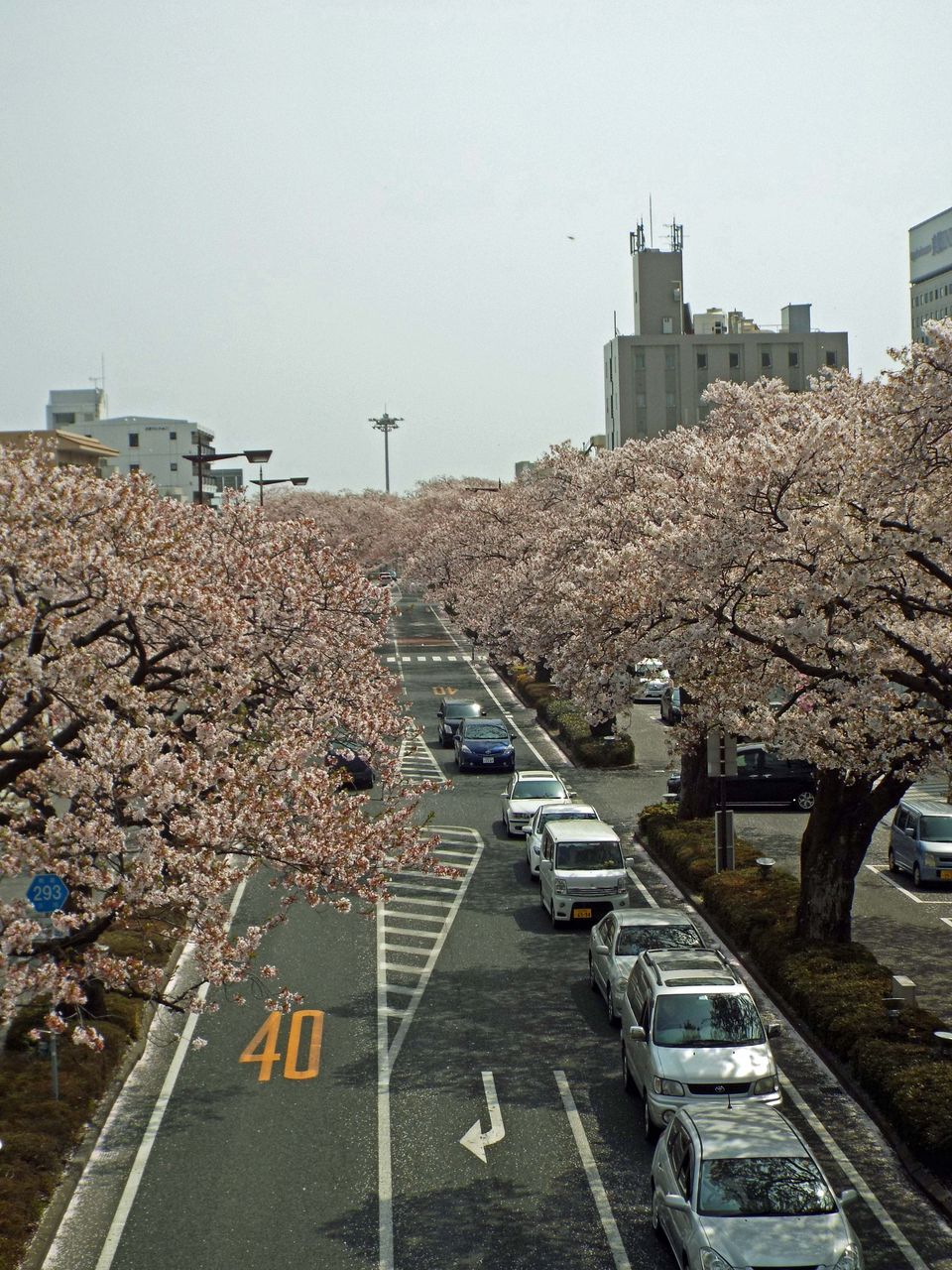 平和通りの桜 カメさんのブログ