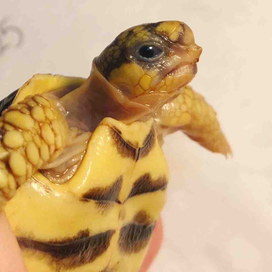19孵化状況 亀saiwaii インドホシガメ国内cb販売 19孵化状況 亀saiwaii インドホシガメ国内cb販売