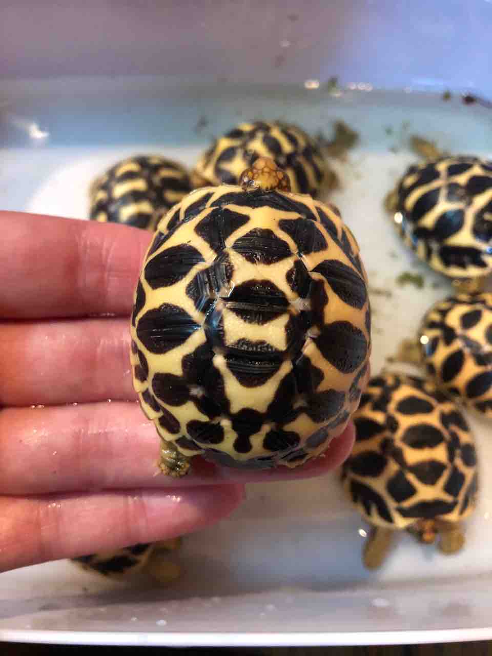 孵化途中経過と販売について 亀saiwaii インドホシガメ国内cb販売