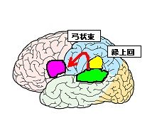 弓状束 ワイのリハメモ