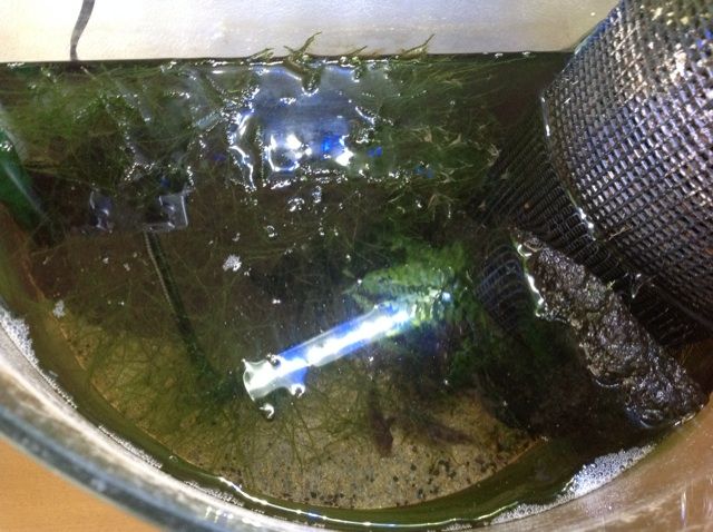 暖かくなった 水槽とエーハイム2211を掃除しよう Kamehinaoのお気楽日記3 暖かくなった 水槽とエーハイム2211を掃除しよう Kamehinaoのお気楽日記3