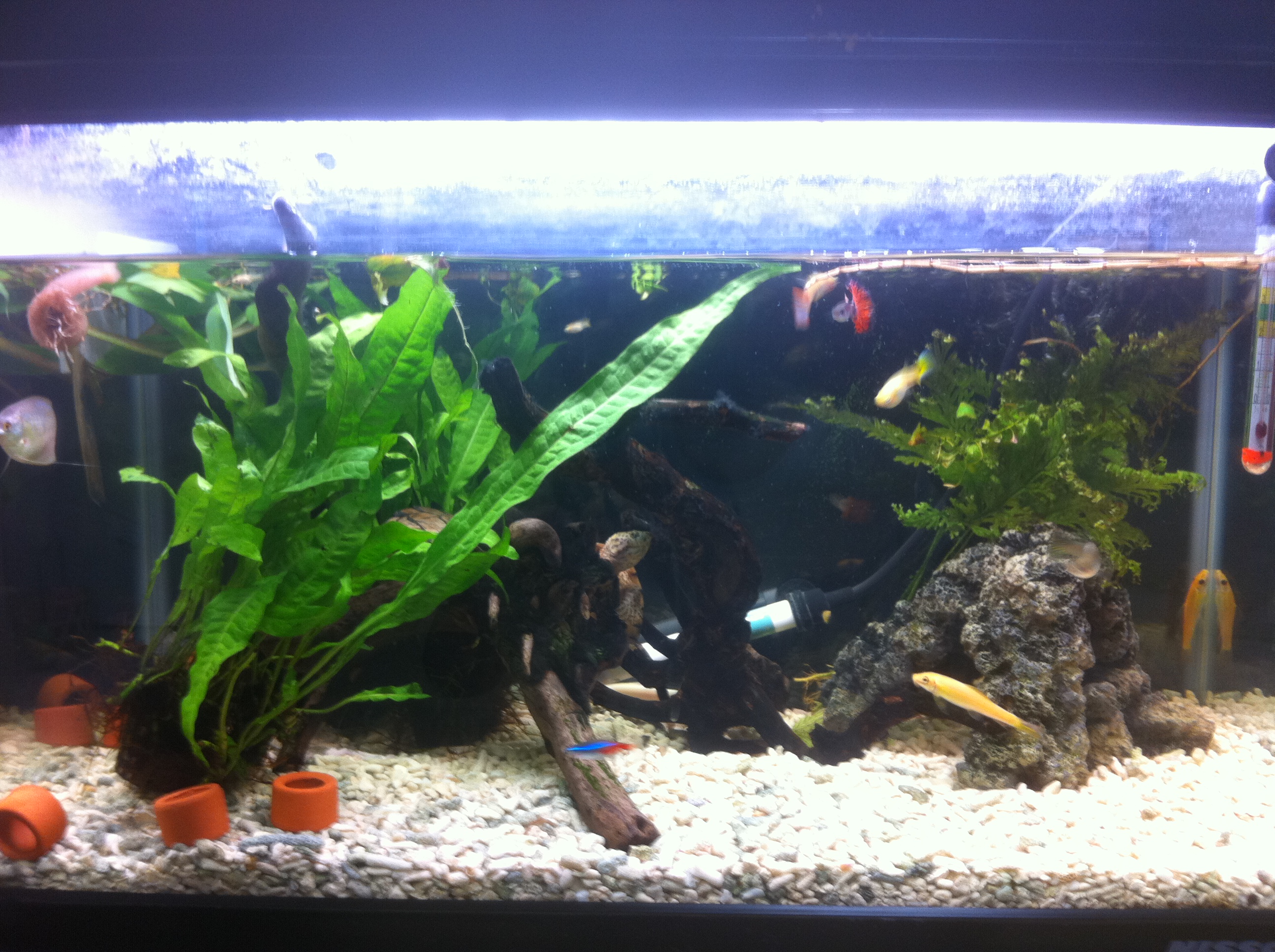 水槽の底床材を変更 カブトニオイガメと写真