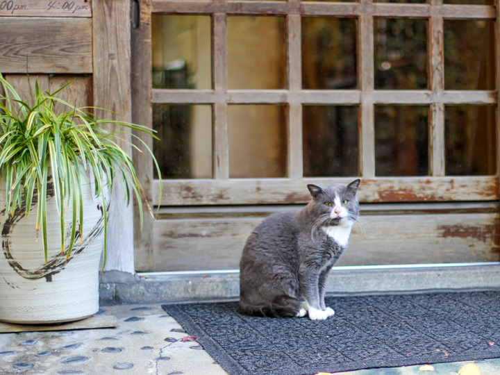 猫-2