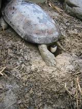 ����ä�����