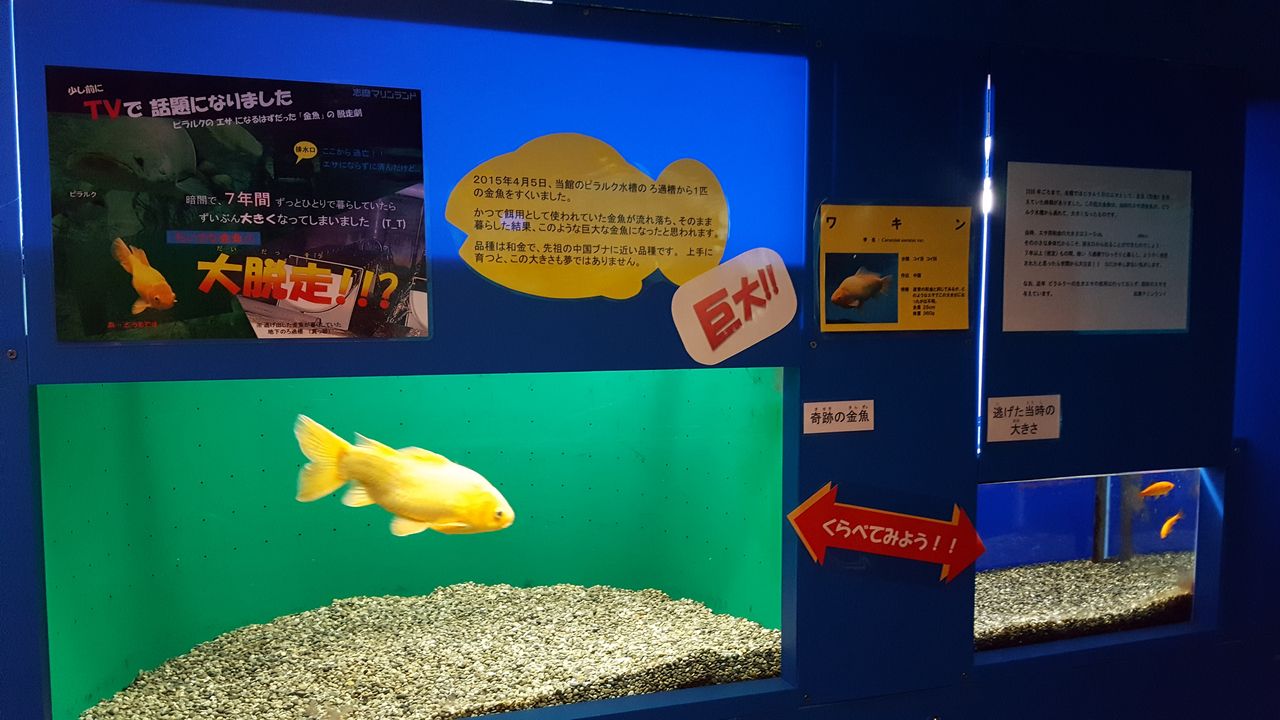 ばさら邸にお泊まり 志摩マリンランド 暇だからマルマル
