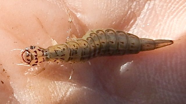 ハイイロゲンゴロウの幼虫 亀成川を愛する会