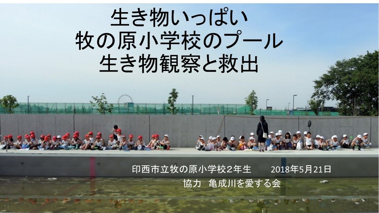 牧の原小学校 プールの生き物救出 亀成川を愛する会