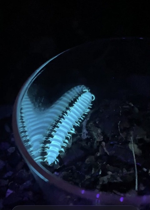 ババヤスデ石橋私物