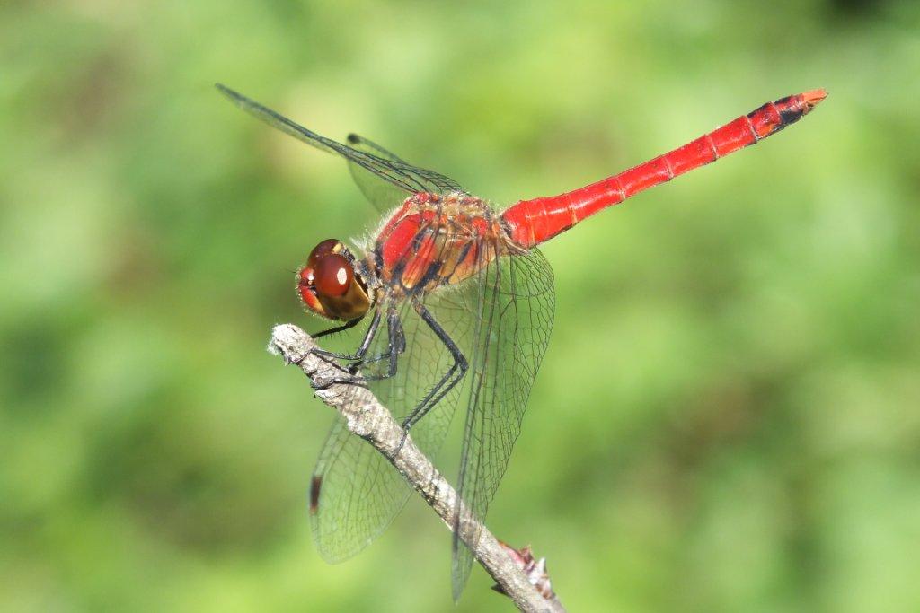 赤とんぼ : 亀成川を愛する会