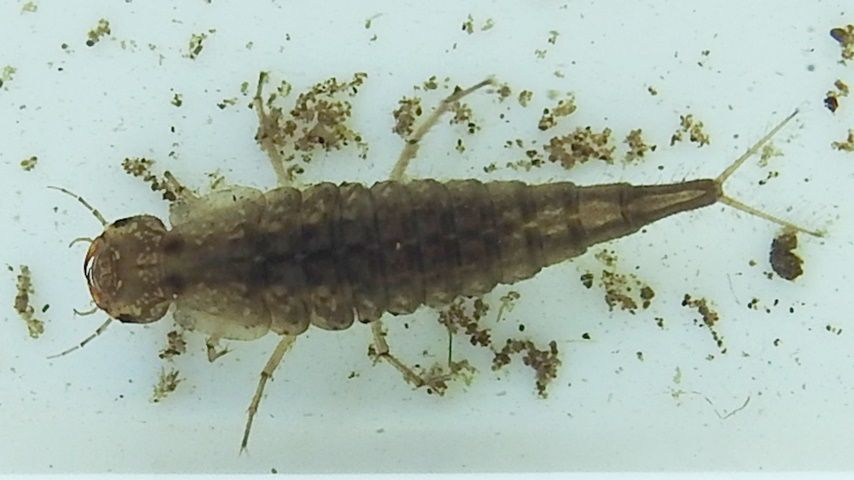 ヒメゲンゴロウ幼虫 亀成川を愛する会