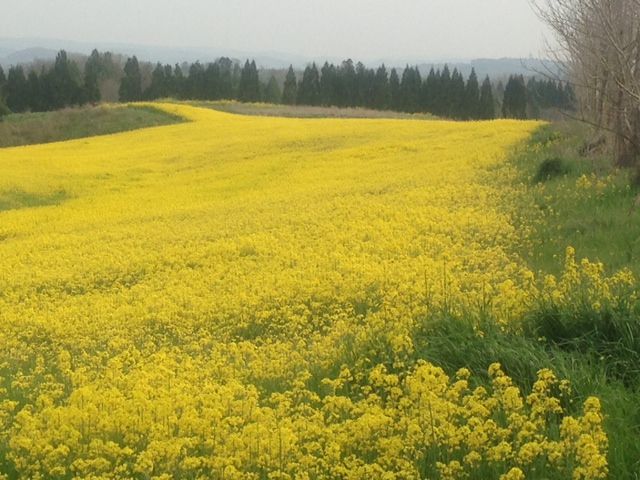 奈義町 菜の花まつり 岡山 津山 イシンホーム津山がご提案するペットと暮らす家 ペット同居 只今 建築中