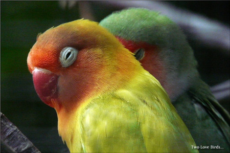 lovebirds