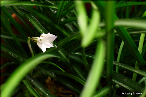flower2