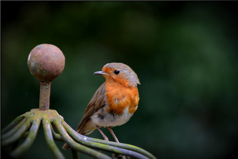 robin-4