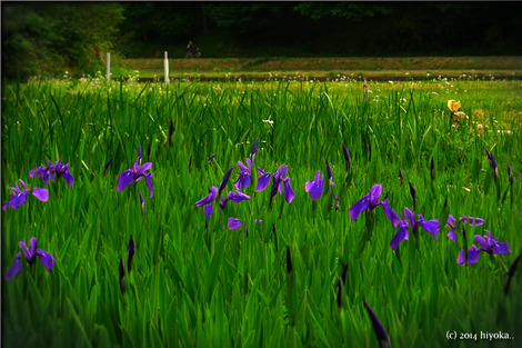 irises