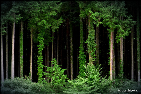 woods