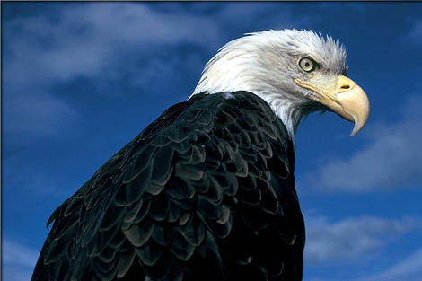 bald-eagle