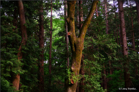 woods