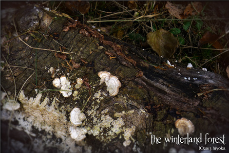 mushroom