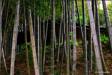 bamboo