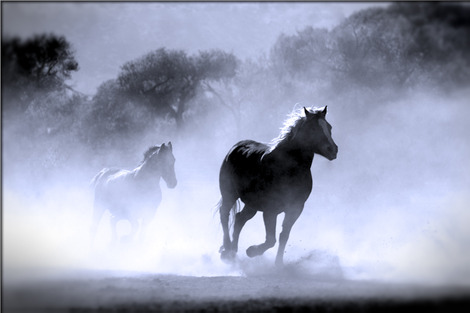 horse-430441_1280