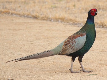 pheasant