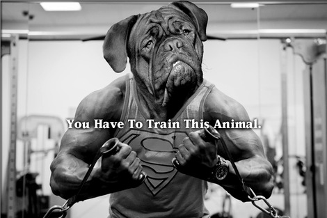 bulldog