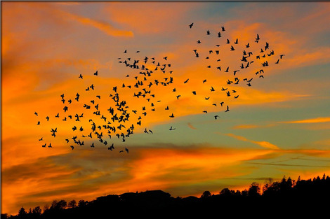 birds
