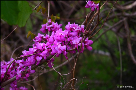 P1070186