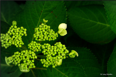 hydrangea2