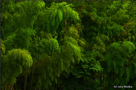 bamboo