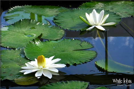 Lotus