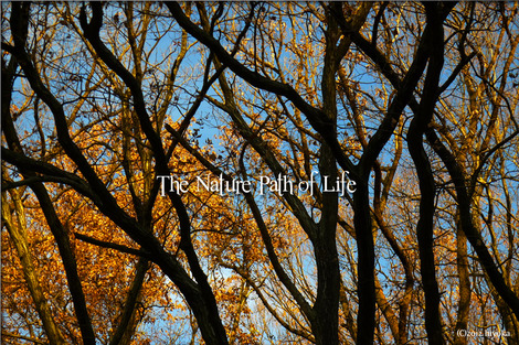 naturePath