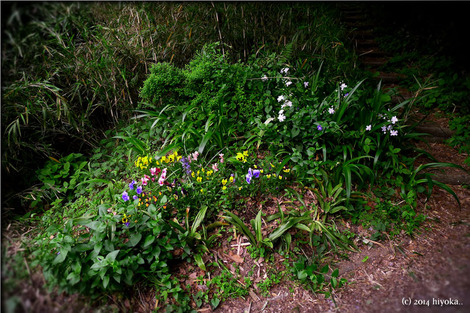 flowers