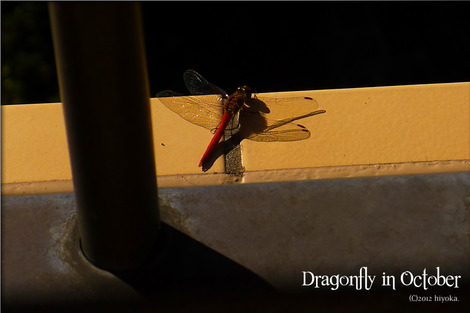 dragonfly