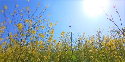 桂川の菜の花:200319 (2)