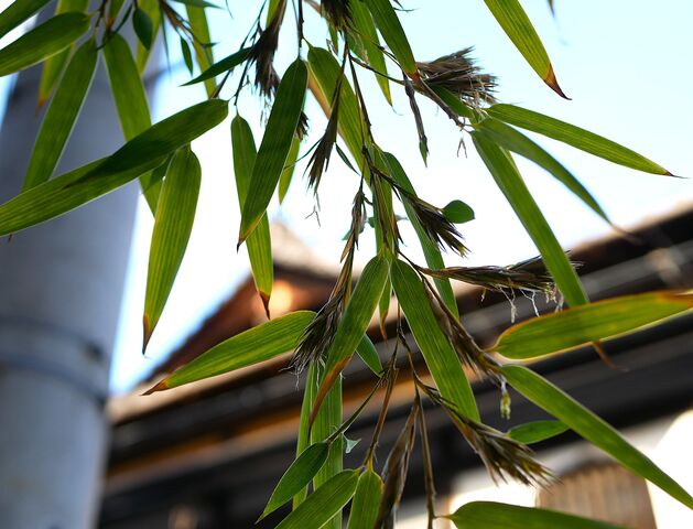 レンタサイクルPASSIONE京都にある竹の花さいた! : PASSIONE京都