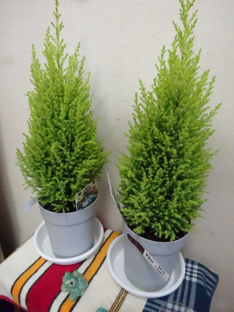 理科 ポイント503 彩り豊かな観葉植物はこれ 楽しい 小学校理科授業 生活科 クラブ活動 の600のポイント