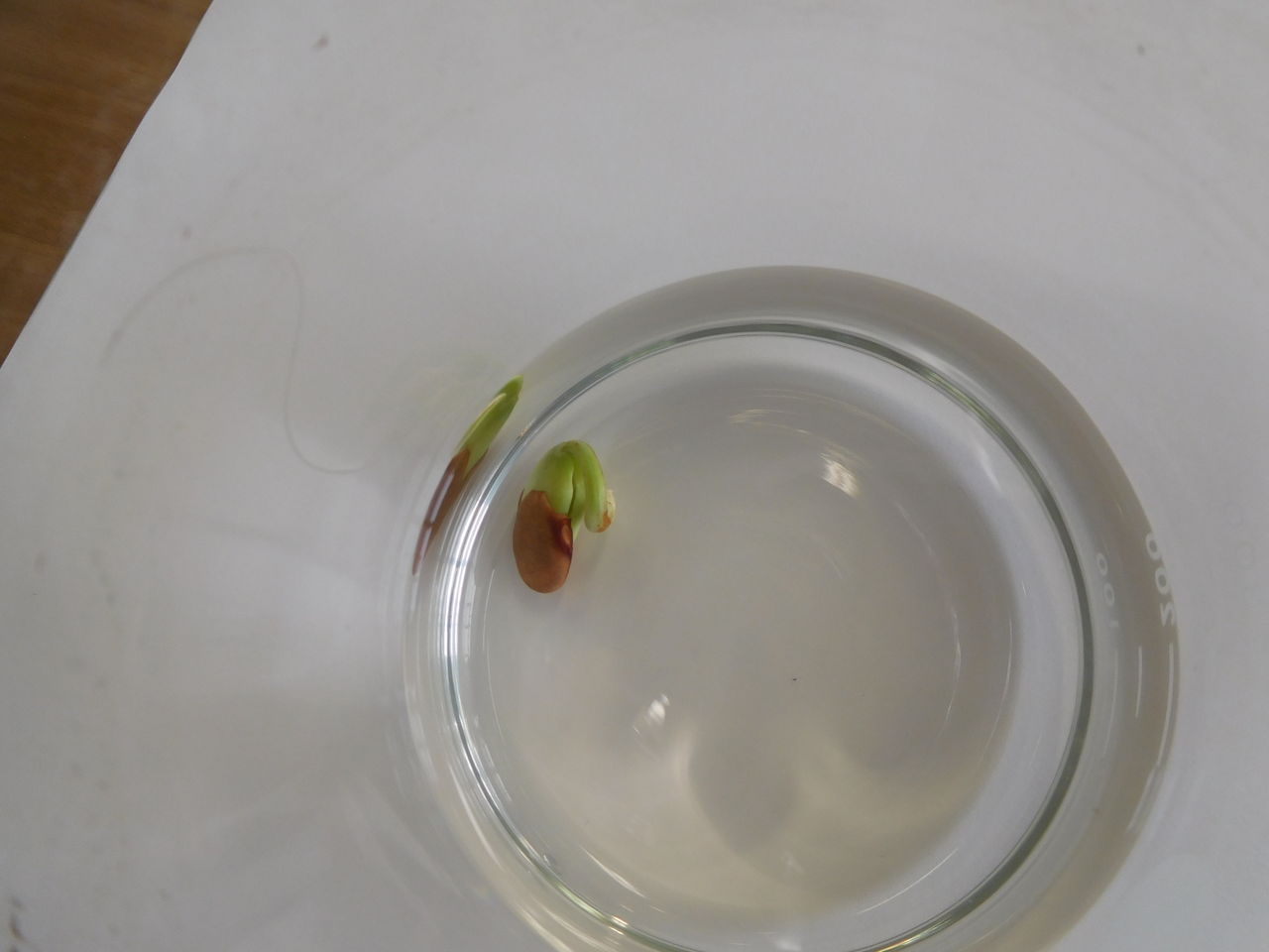 理科 ポイント216 5年生 植物の発芽 の実験のコツはこれだ 理科 ポイント216 5年生 植物の発芽 の実験のコツはこれだ