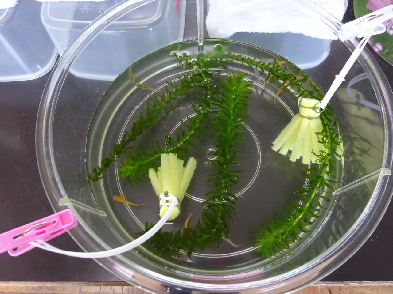 理科ポイント 433 ゴールデンウイークに行いたいこと！ 5年生理科「メダカの誕生の授業」が近づいたら・・ 教師・保護者のための「小学校理科授業」「生活科」「クラブ活動」 600のポイント