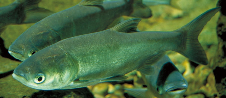 10 中国の四大家魚 ハクレン 危険生物と外来種の基礎知識ネット