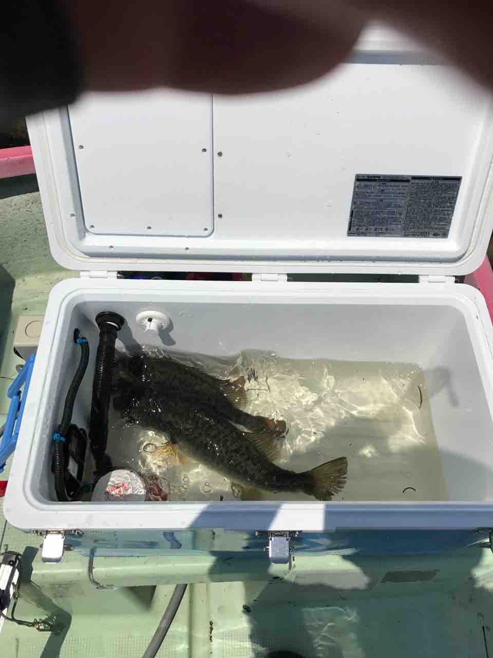 ライブウェル ブラックバス - 通販 - toptelha.net.br