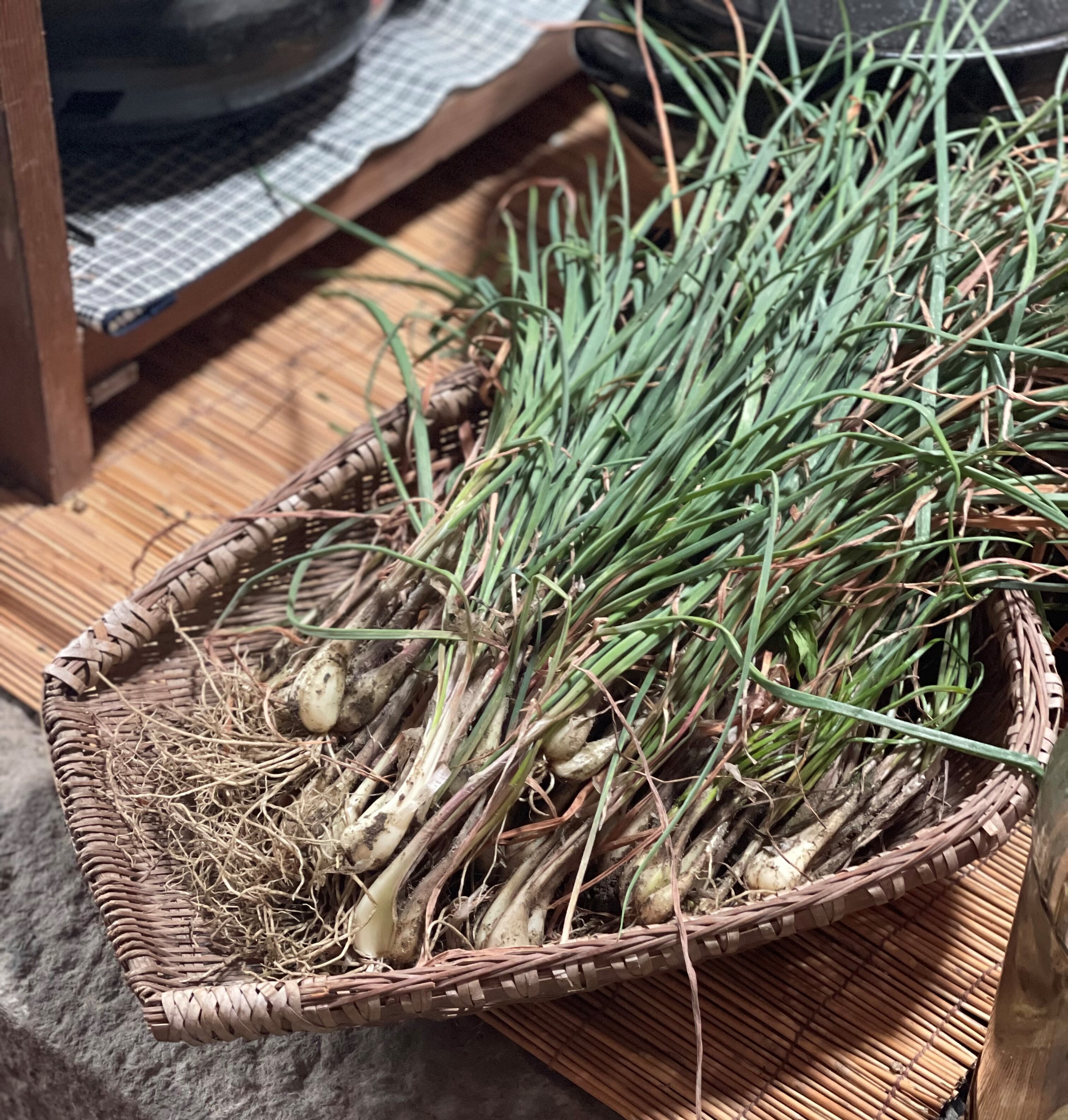 根らっきょうの天ぷら 生らっきょうのアヒージョもおすすめです かめ代のおうちでごはん Powered By ライブドアブログ